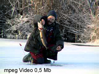 Видео. Рыбалка со льда на жерлицы в Ленинградской области