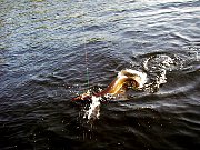 Карелия, рыбалка на озере Т. 2005 год--04.jpg