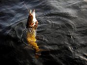 Карелия, рыбалка на озере Т. 2005 год--09.jpg